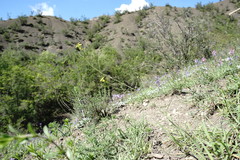 Sisymbrium polymorphum