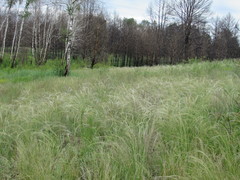 Stipa borysthenica