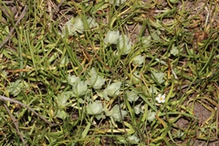 Psilocarphus brevissimus