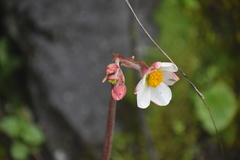 Begonia octopetala