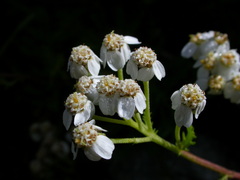 Achillea erba-rotta