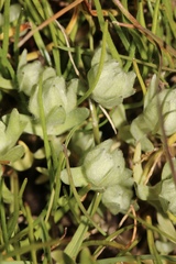 Psilocarphus brevissimus