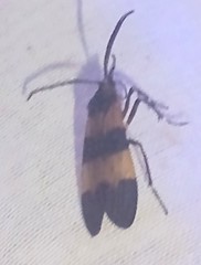 Correbidia terminalis