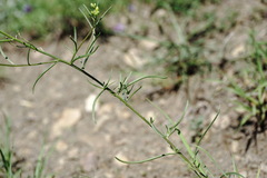 Sisymbrium polymorphum