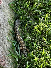 Elgaria multicarinata