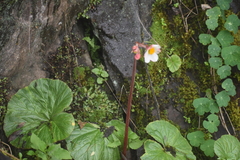 Begonia octopetala