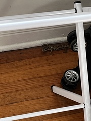 Elgaria multicarinata