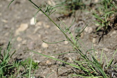 Sisymbrium polymorphum