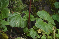 Begonia octopetala