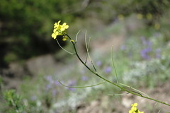 Sisymbrium polymorphum