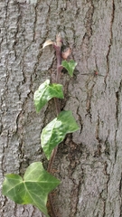 Hedera helix
