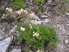 Achillea erba-rotta