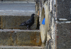 Columba livia domestica