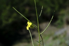 Sisymbrium polymorphum