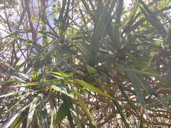 Pandanus sylvestris