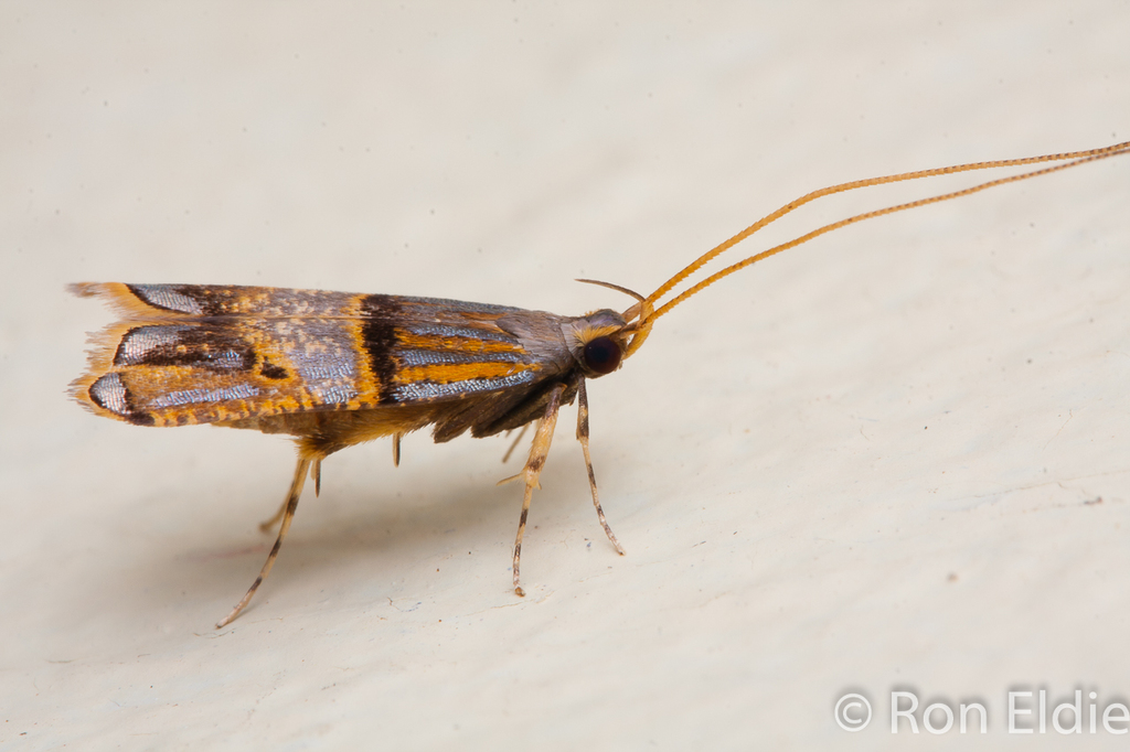Lecithocera biferrinella