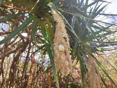Pandanus sylvestris