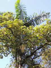 Iriartea deltoidea