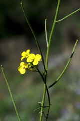 Sisymbrium polymorphum