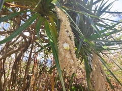 Pandanus sylvestris