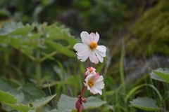 Begonia octopetala