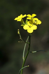 Sisymbrium polymorphum