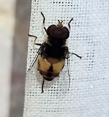 Palpada pusilla