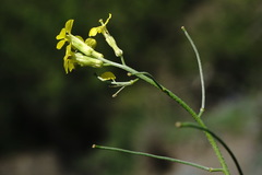 Sisymbrium polymorphum