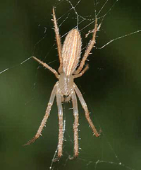 Larinia directa