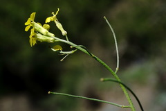 Sisymbrium polymorphum