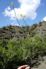 Sisymbrium polymorphum