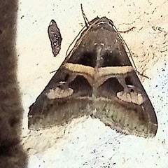 Melipotis perpendicularis