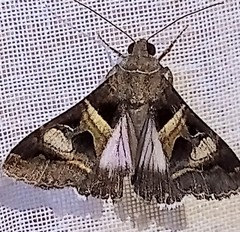 Melipotis perpendicularis