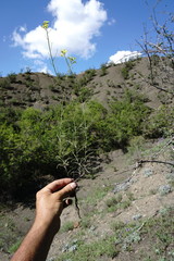 Sisymbrium polymorphum