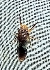 Homalodisca ichthyocephala