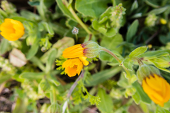 Calendula arvensis