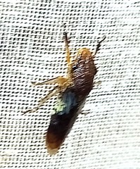 Homalodisca ichthyocephala