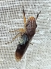 Homalodisca ichthyocephala