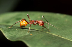 Myrmecium
