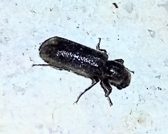 Polycaoninae