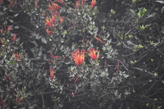 Tristerix peruvianus