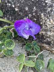 Vigna vexillata ovata