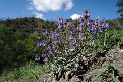 Salvia canescens