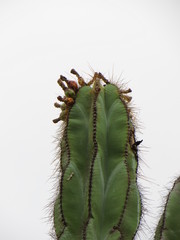 Isolatocereus dumortieri