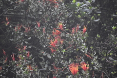 Tristerix peruvianus