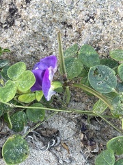 Vigna vexillata ovata