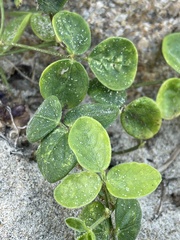 Vigna vexillata ovata