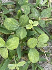 Vigna vexillata ovata