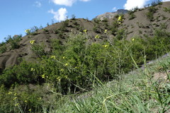 Sisymbrium polymorphum