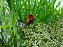 Foudia madagascariensis